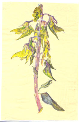 Crotalaria cunninghamii.