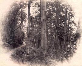 Track to Fern Tree Bower, Mt Wellington