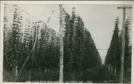 Postcard of hop fields near New Norfolk