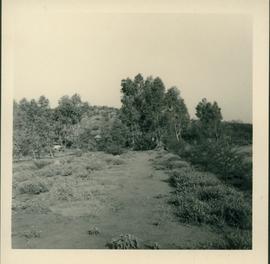 Arid Regions Native  Flora Reserve - photograph