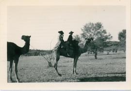 Photograph of camels