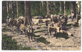 Bullock team carting timber