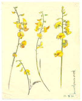 Crotalaria dissitiflora