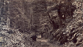 Cook's Monument, Fern Tree Bower