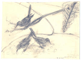 Unidentified birds