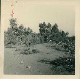 Arid Regions Native  Flora Reserve - photograph