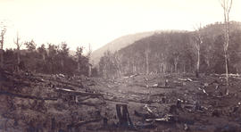 Dead trees on the side of Huon Road