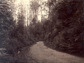 Man with a gun on the road to Mt Wellington